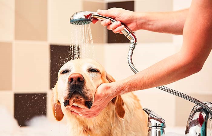 Golden retreiver blir duschad